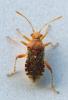 Rhopalus subrufus